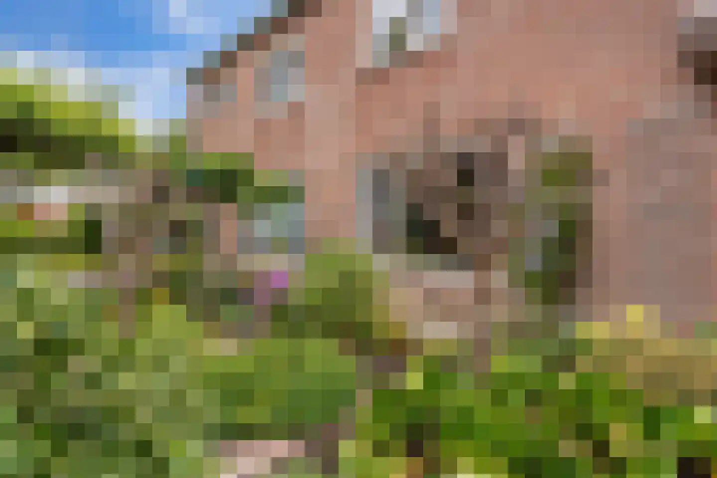 De Fazant 3 Dronten thumbnail 10