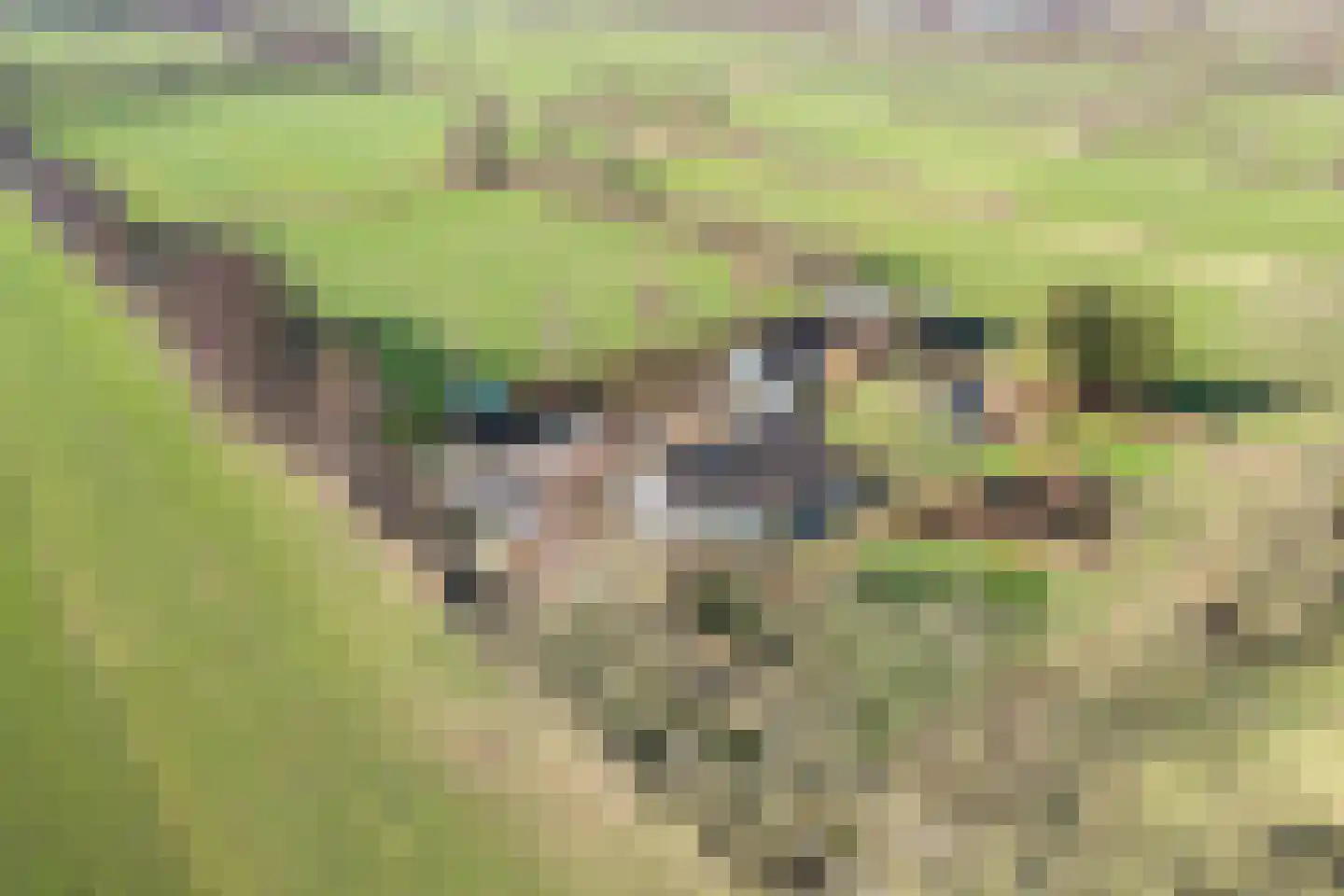 De Feart 34 Drachtstercompagnie thumbnail 5