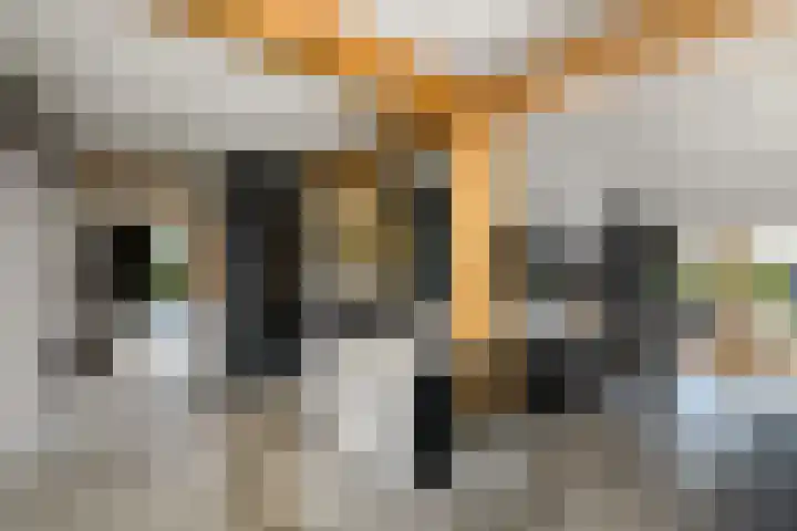 De Feart 51 Drachtstercompagnie thumbnail 14