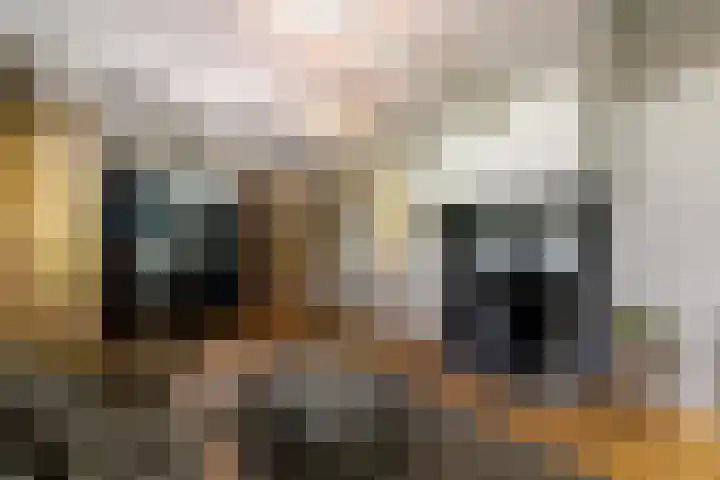 De Feart 51 Drachtstercompagnie thumbnail 7