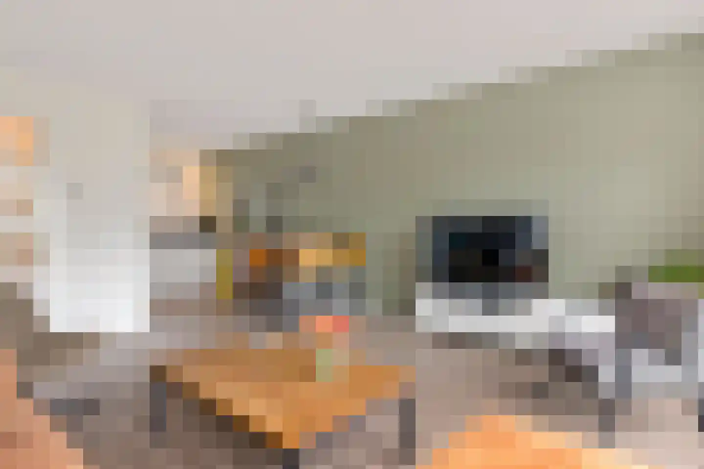 De Fink 1 Joure thumbnail 16