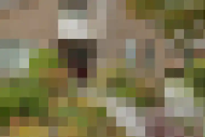 de Finne 3 Wytgaard thumbnail 5