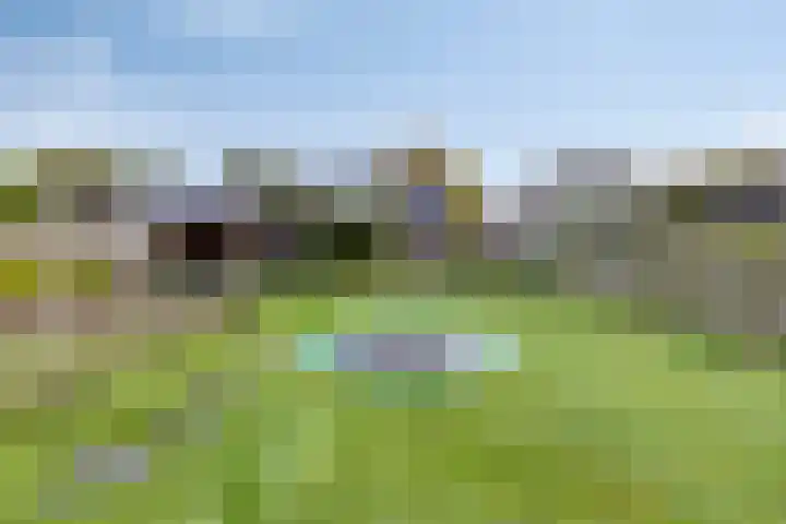 de Finne 30 Tjalleberd thumbnail 31
