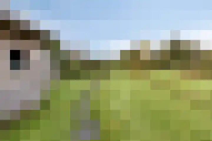 de Finne 30 Tjalleberd thumbnail 32
