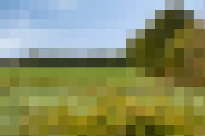 de Finne 30 Tjalleberd thumbnail 35