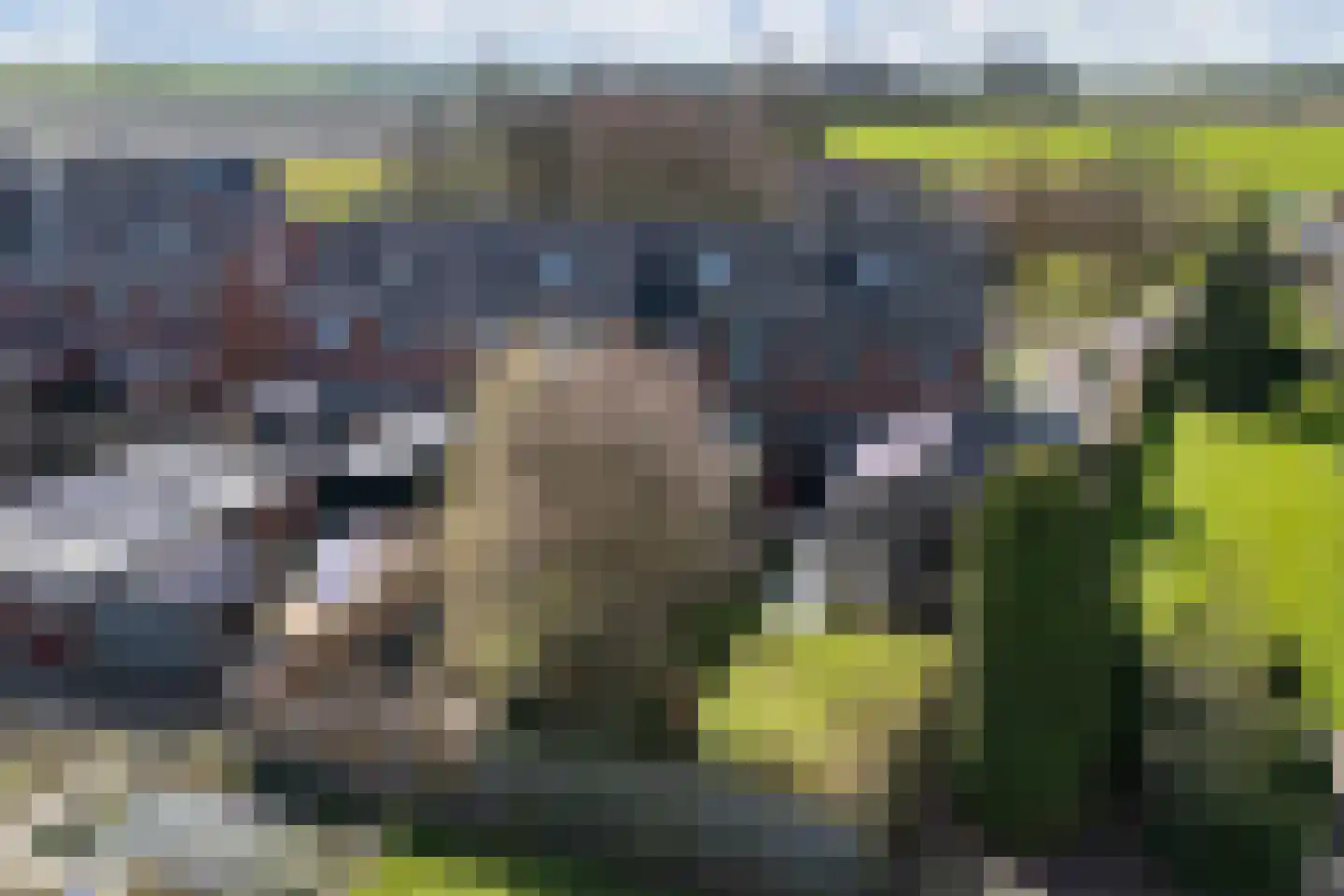 de Finne 46 Minnertsga thumbnail 25