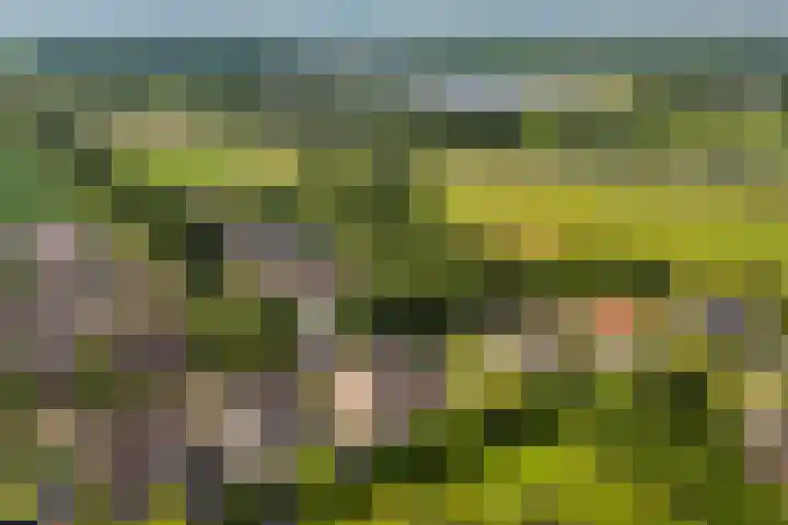 De Finne 7 Sumar foto 2