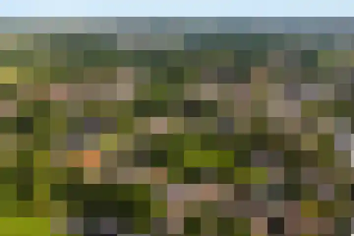 De Finne 7 Sumar thumbnail 55