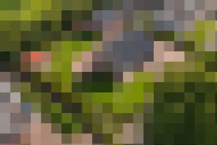 De Finne 7 Sumar thumbnail 8