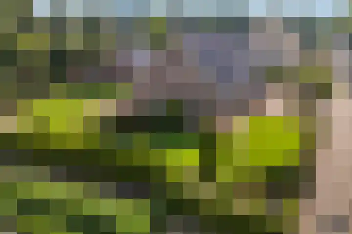 De Finne 7 Sumar thumbnail 9