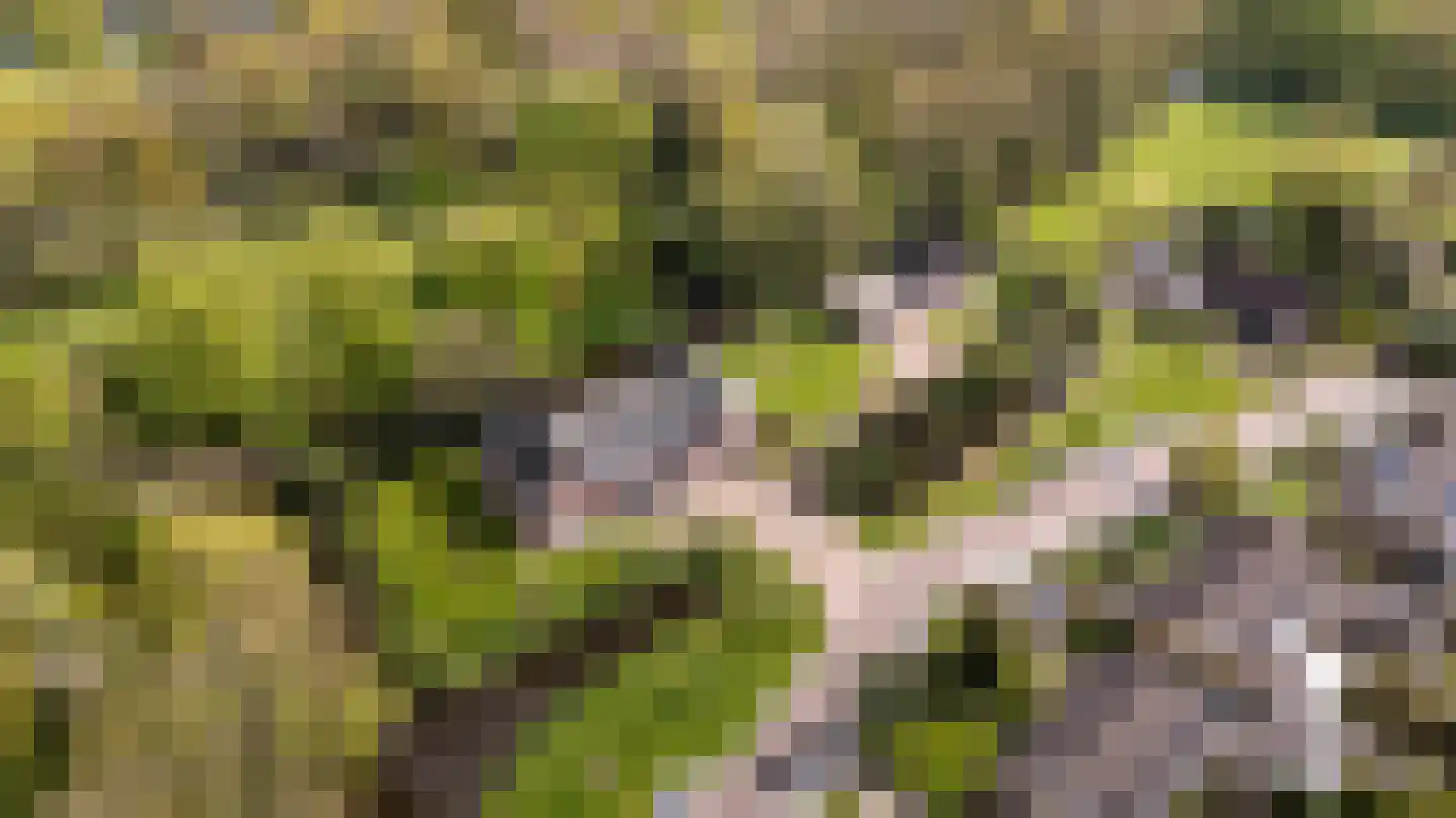 De Finne 7 Ysbrechtum foto 3