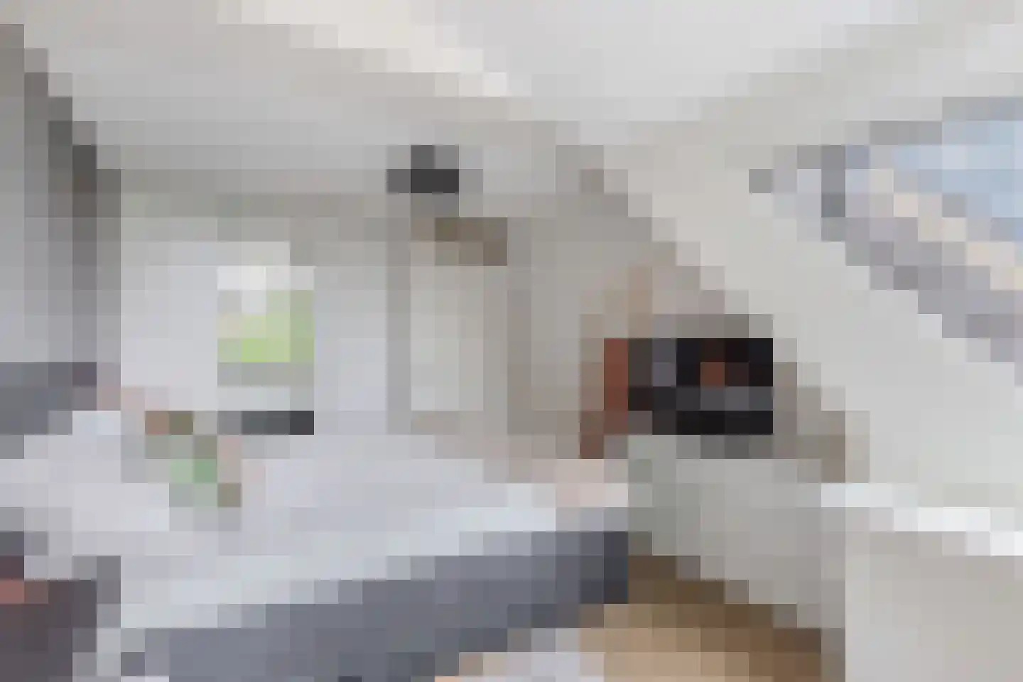 De Fisker 6 Grou thumbnail 30