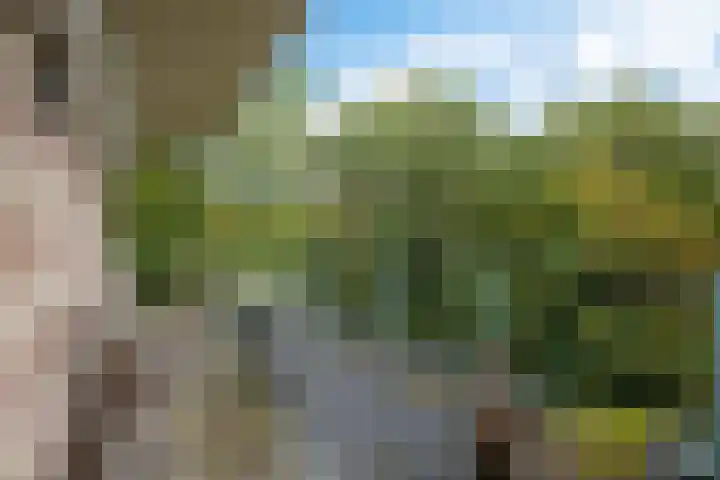De Fledders 40 Vries thumbnail 12