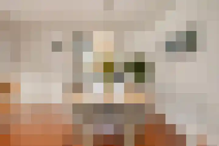 de Flier 3654 Wijchen thumbnail 17