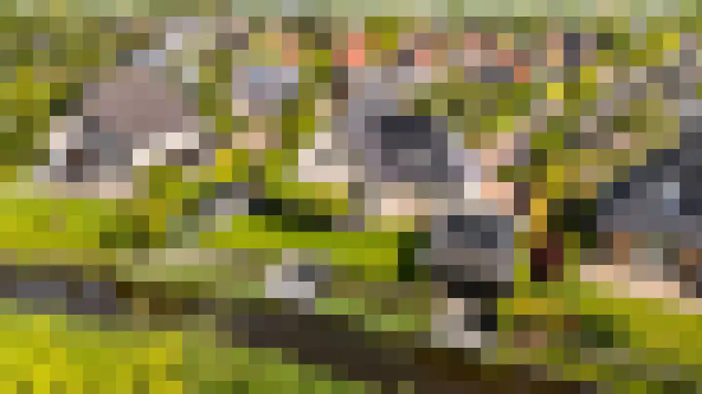 De Foarn 10 Grou thumbnail 40