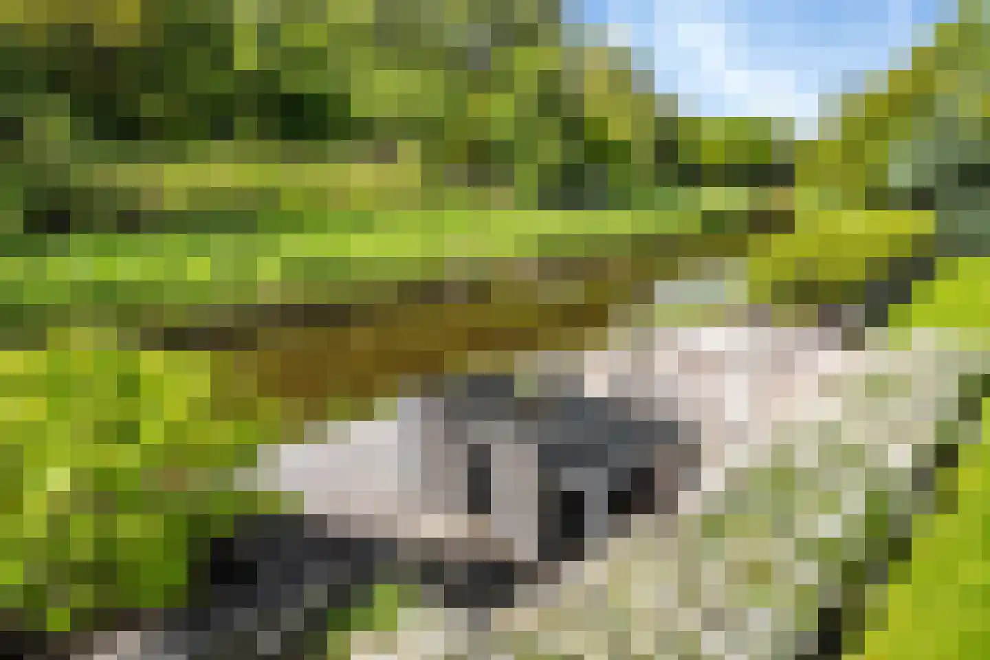 De Foarn 10 Grou thumbnail 44