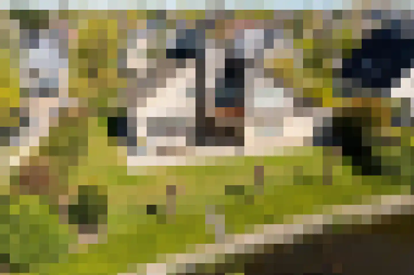 De Foarn 8 Grou