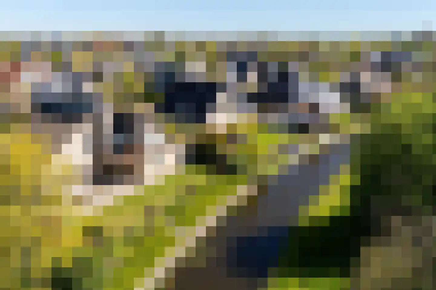 De Foarn 8 Grou thumbnail 52