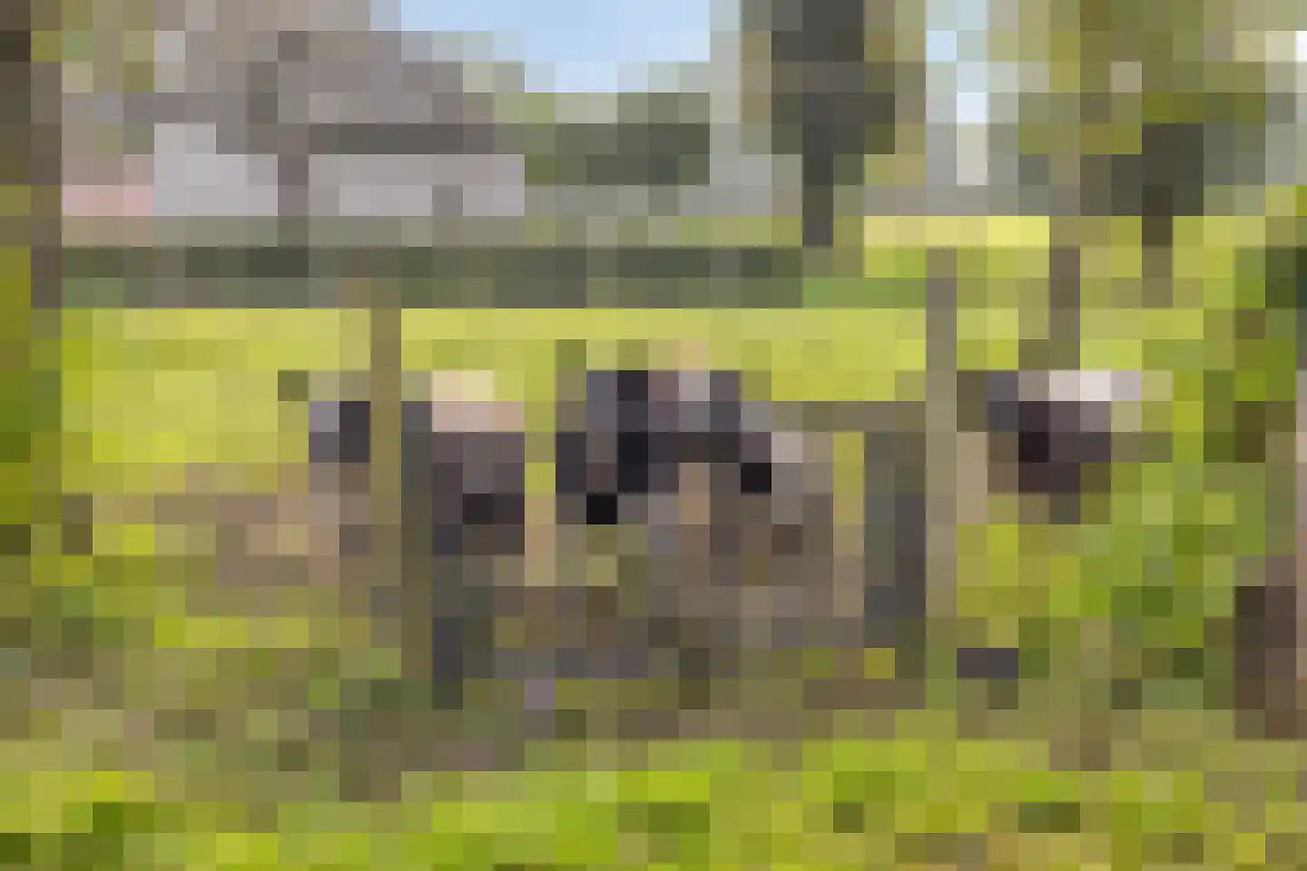 de Fransman 5 Oirschot thumbnail 84