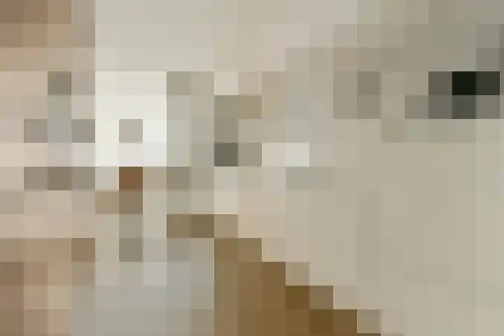 De Fruittuinen 17 Hoofddorp thumbnail 8