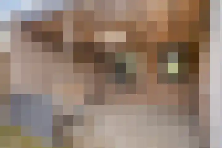 de Gaffel 25 Lieshout thumbnail 24