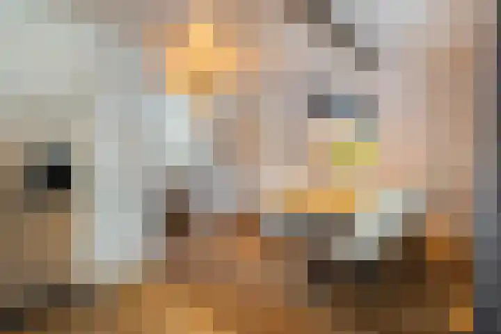 De Gaffel 37 Den Ham thumbnail 16