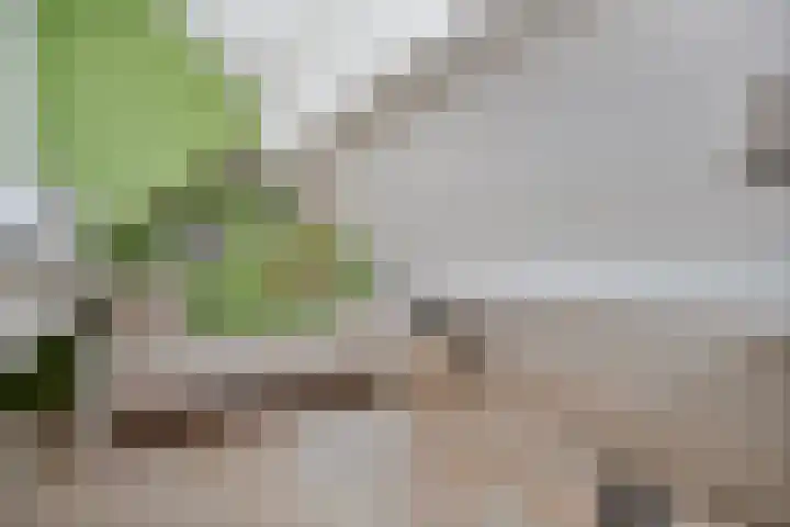 De Gaffel 37 Den Ham thumbnail 28