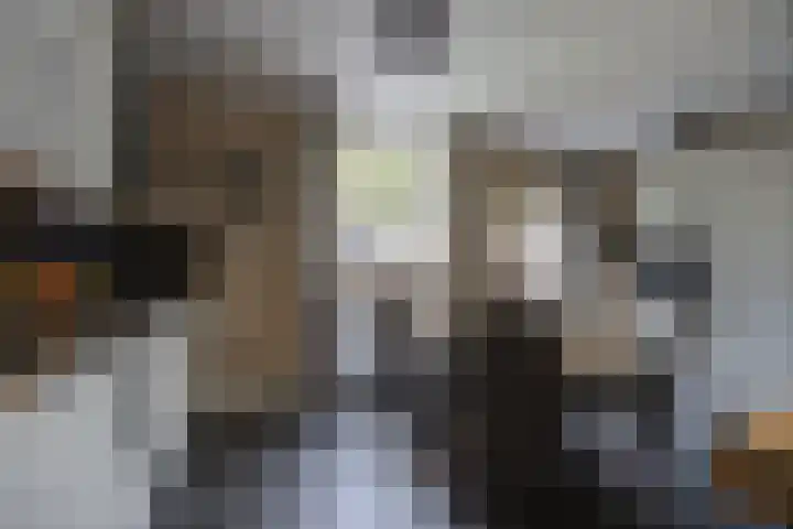 de Gagelrijzen 16 St. Willebrord thumbnail 14