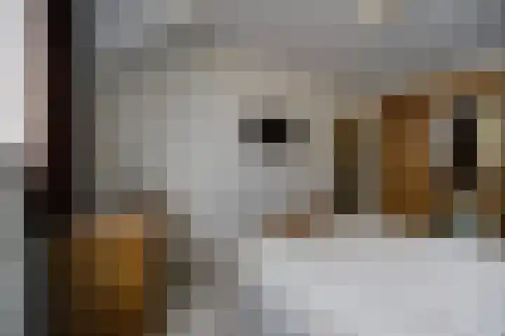 de Gagelrijzen 16 St. Willebrord thumbnail 19