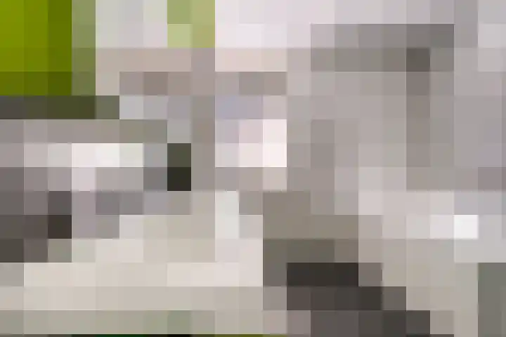 de Gamert 2421 Wijchen thumbnail 49