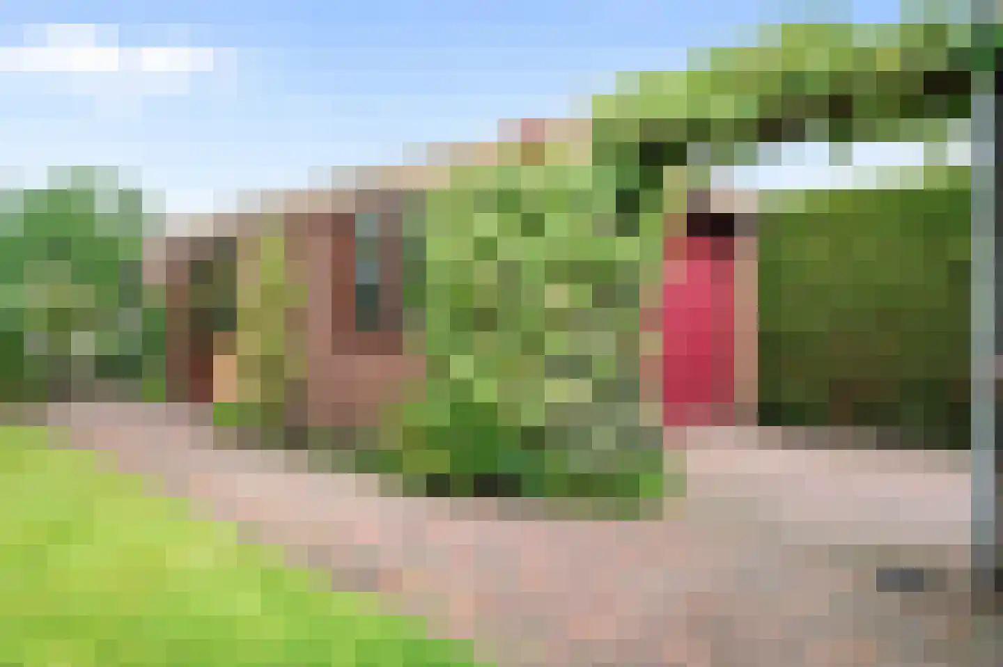 de Ganzeboom 127 Schalkhaar thumbnail 27
