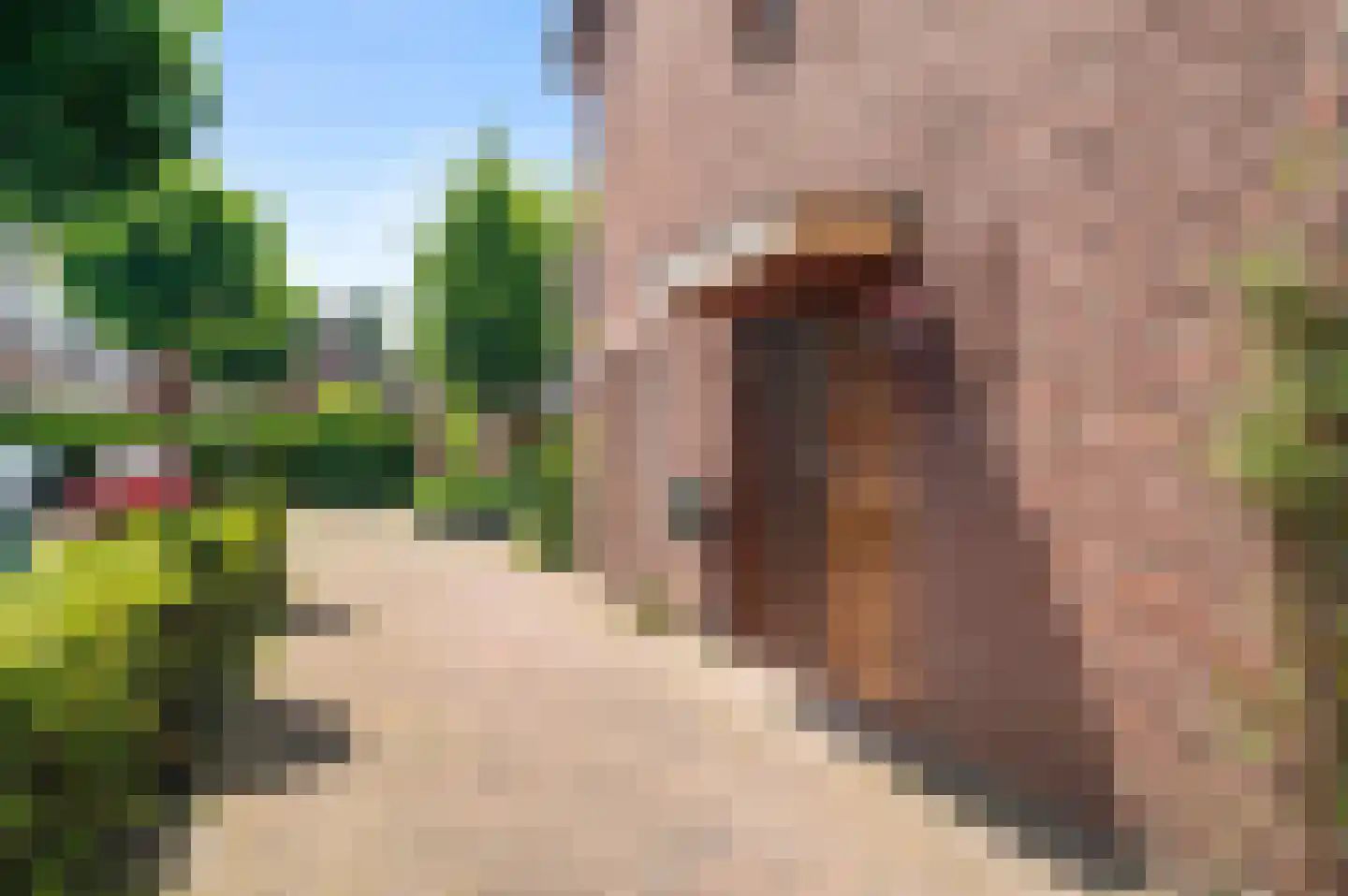 de Ganzeboom 127 Schalkhaar thumbnail 32