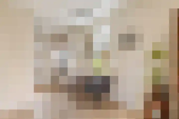 de Ganzeboom 145 Schalkhaar thumbnail 8