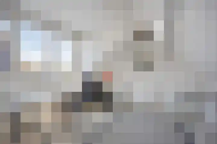 de Ganzeboom 159 Schalkhaar thumbnail 44