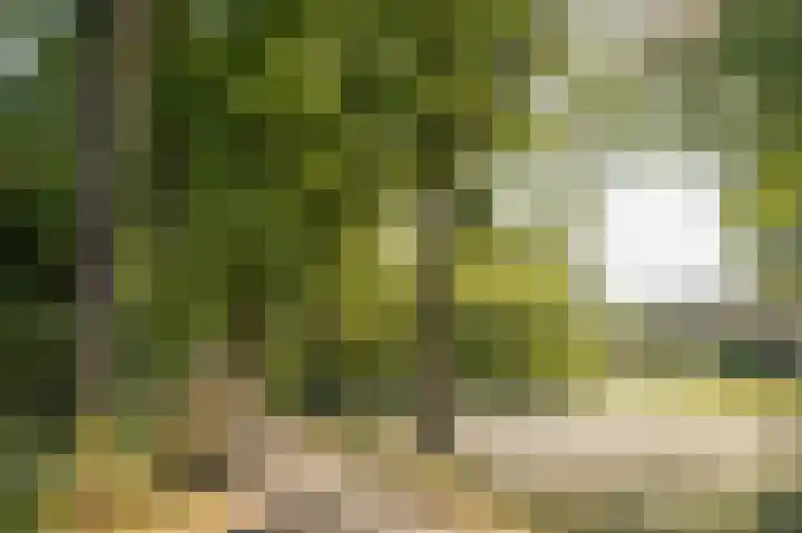 de Ganzeboom 214 Schalkhaar thumbnail 28