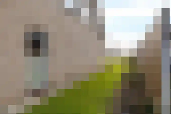 De Gasthuislanden 18 Schoonebeek thumbnail 51