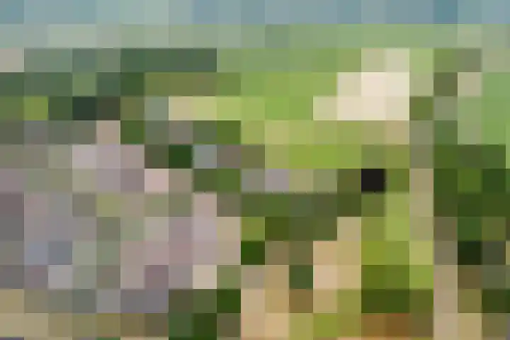 De Gasthuislanden 18 Schoonebeek thumbnail 53