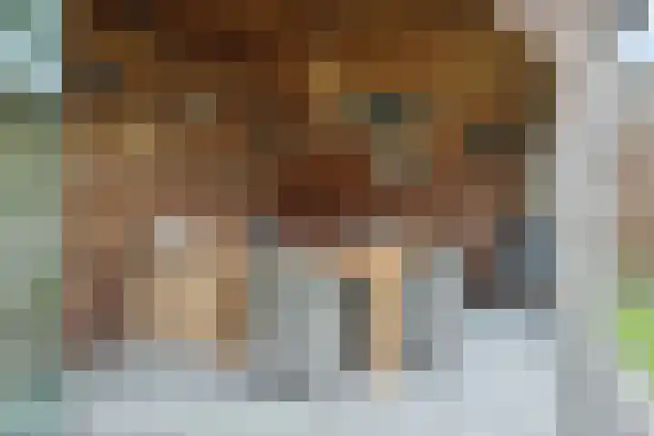 De Gavel 1 Berlicum thumbnail 57