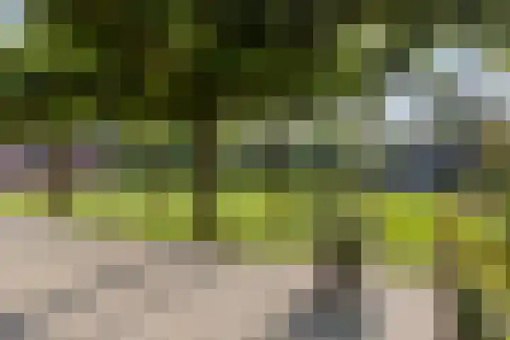de Geelgors 9 Mariahout thumbnail 52