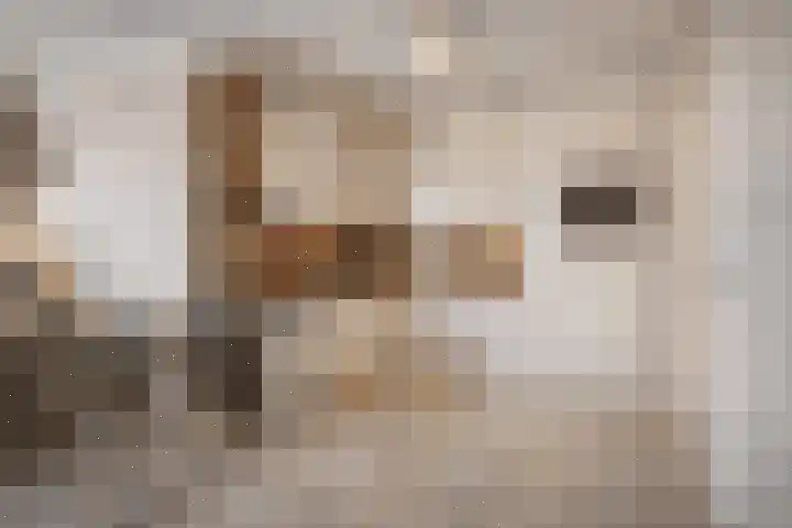 De Geerden 19 Nistelrode thumbnail 22