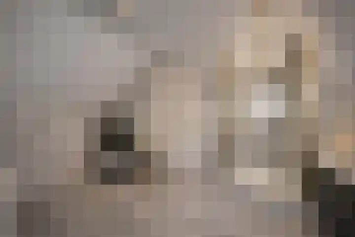 De Geerden 19 Nistelrode thumbnail 47