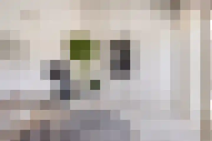 de Geerkamp 1557 Nijmegen thumbnail 23