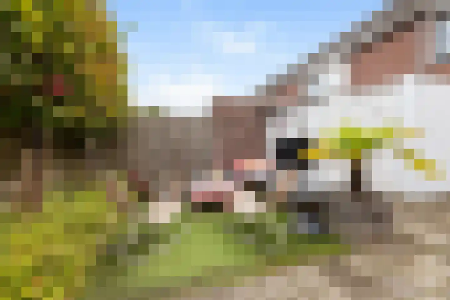de Gelder 10 Hattem thumbnail 30