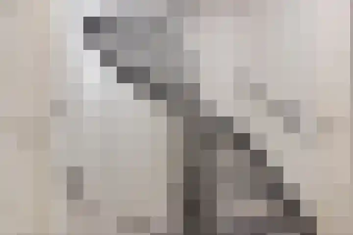 De Gemeint 20 Boekel thumbnail 12