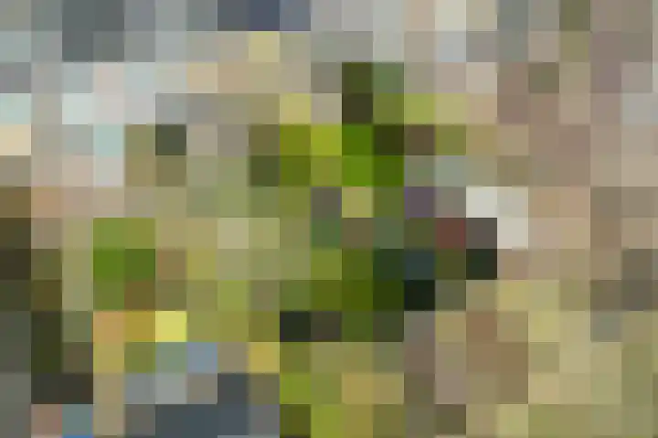 De Genestetstraat 16 Capelle aan den IJssel thumbnail 35