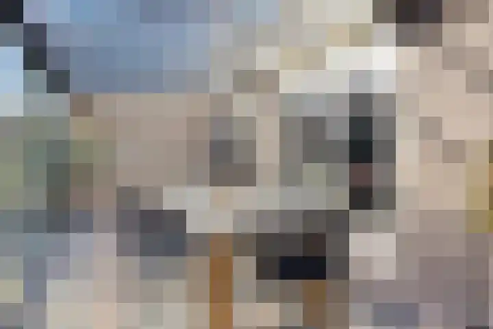 De Gijster 56 Made thumbnail 24