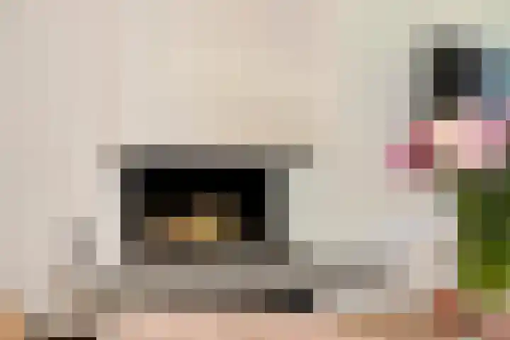 De Gijzel 7 Helvoirt thumbnail 15