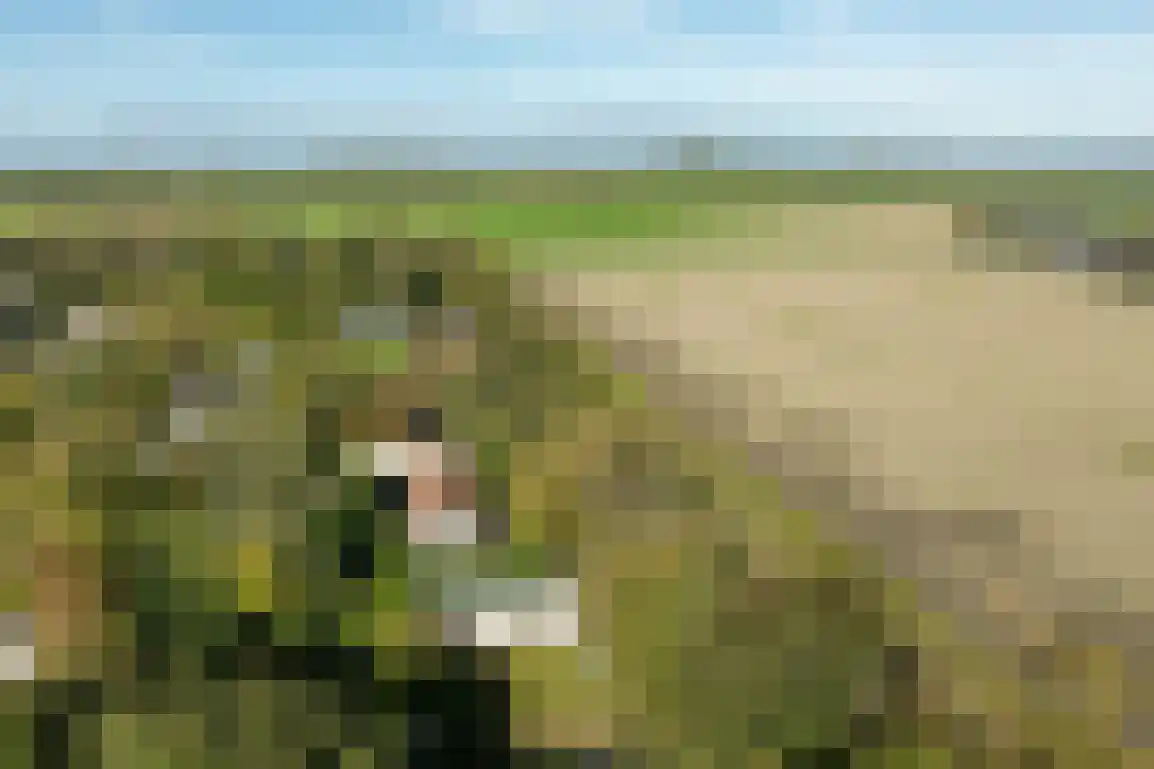 De Goede Ree 159 Goedereede thumbnail 29