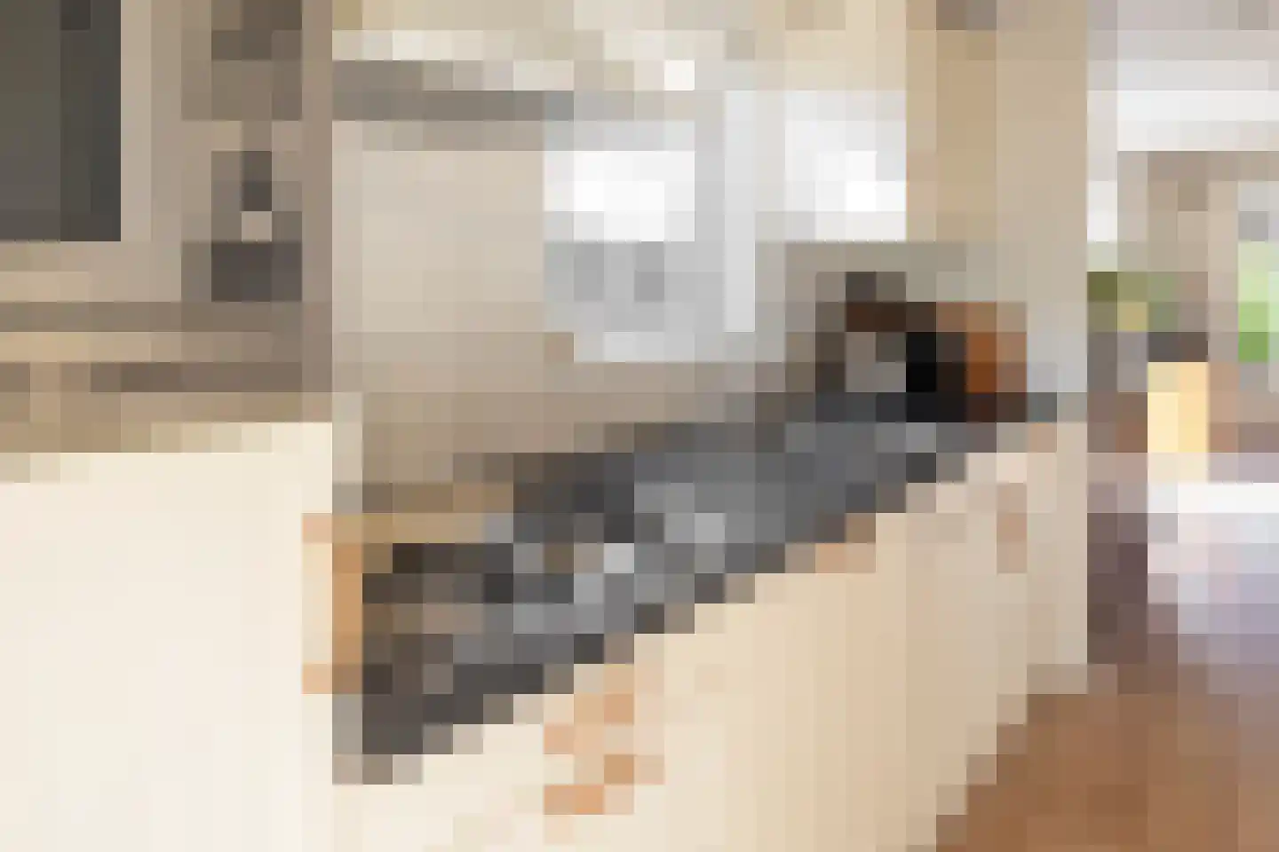 De Goede Ree 30 Goedereede thumbnail 20