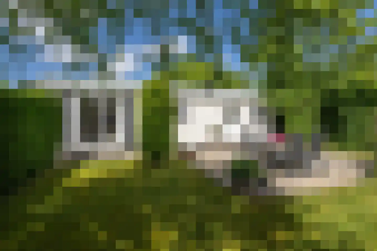 De Goede Ree 53 Goedereede thumbnail 18